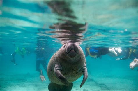 In Florida, should the manatees swim alone? - The Washington Post