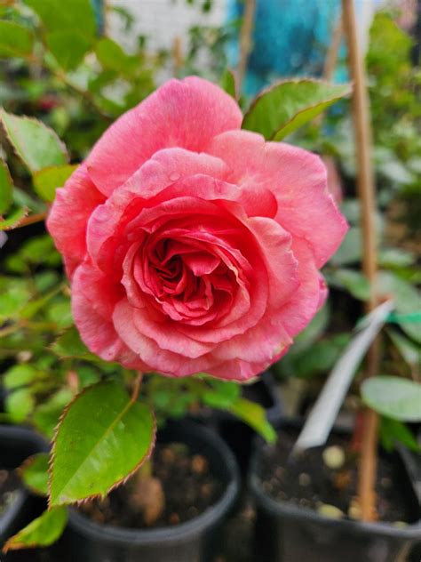 Rose 'Sexy Rexy' - Hello Hello Plants