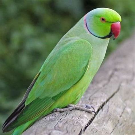 Buy Green Ringneck Parrot - Male in Pakistan | Parrot for Sale - Taj Birds