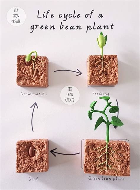 {Printable} The life cycle of a green bean plant | Bean plant, Life ...