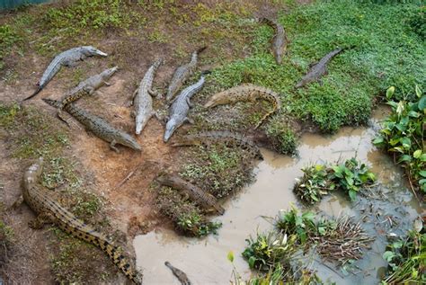 Crocodile Habitat - Crocodile Facts and Information