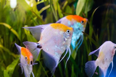 Different Types Freshwater Angelfish » Petsoid