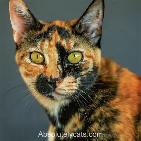 Brazilian Tortoiseshell Cats: Care Tips & Coat Patterns Revealed ...