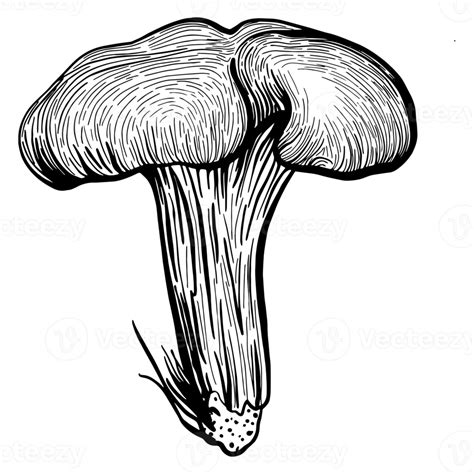 autumn forest mushrooms 9906115 PNG