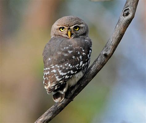 Forest Owlet - India's Endangered