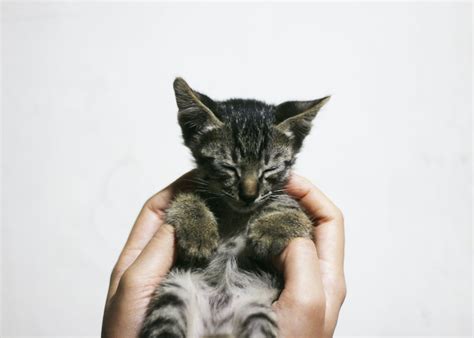 5 Things to Consider before Adopting a Cat - DoQuickly