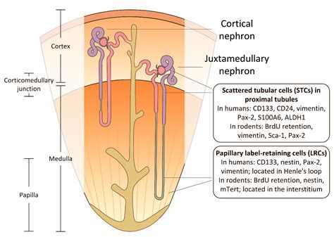 IJMS | Free Full-Text | Kidney Cells Regeneration: Dedifferentiation of Tubular Epithelium ...