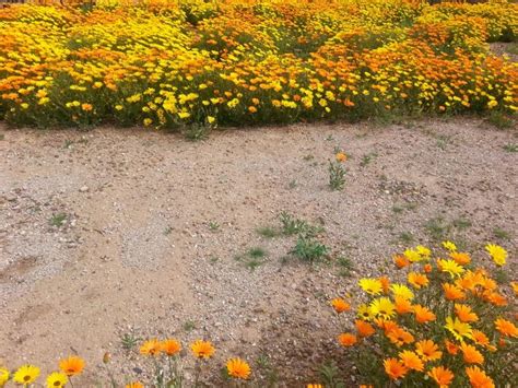 Wildflowers in the desert. Tucson, Az | Wild flowers, Tucson, Plants