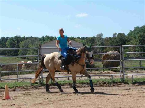 Does My Horse Have PSSM? PSSM Horse Behavioral Problems and Training Issues - PSSM - Jax's Story