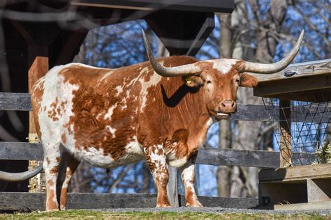 Miniature Texas Longhorn | The Maryland Zoo