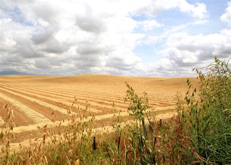 oat field | Nature photographs, Fields of gold, Nature