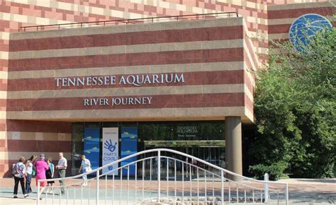 Get Your Feet Wet at the Tennessee Aquarium in Chattanooga - See the South