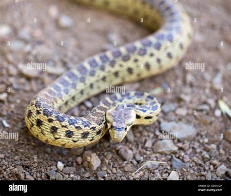 Pacific Gopher Snake - Pituophis catenifer catenifer, adult in defensive posture, Santa Cruz ...