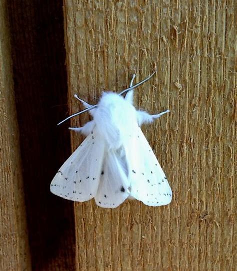 White Fuzzy Moth