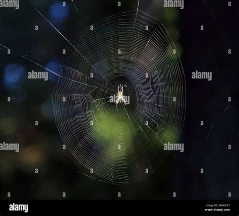 Spider in web, European garden spider Stock Photo - Alamy