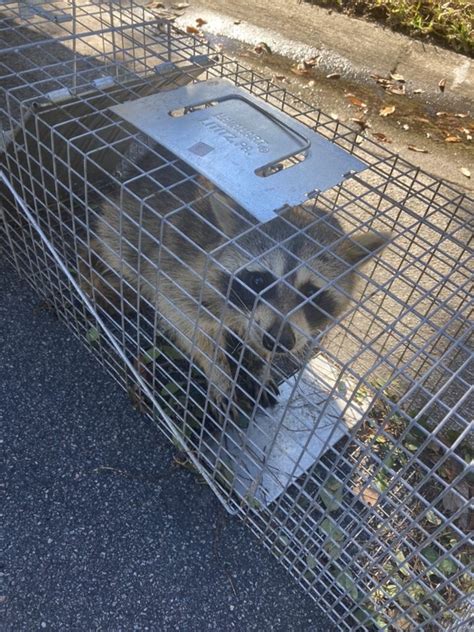 Raccoon in Attic in Flower Mound - Trutech Wildlife Service