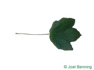 Lobed Leaves | Leaf-ID.com