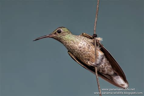 Hummingbirds photos at Tortí, eastern Panamá (Touring with Advantage Tours Panama, Part 2.1)