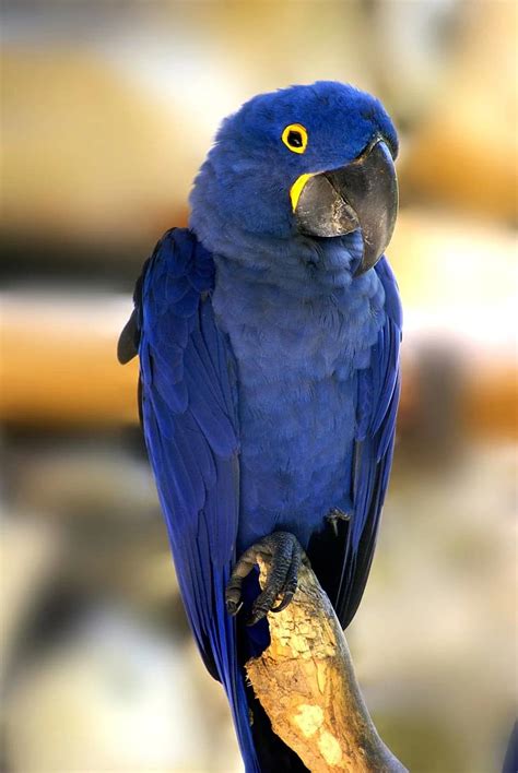 blue macaw, bird, tropical birds | Pikist