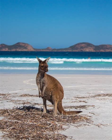 Guide To Seeing The Lucky Bay Kangaroos - Suzy Stories