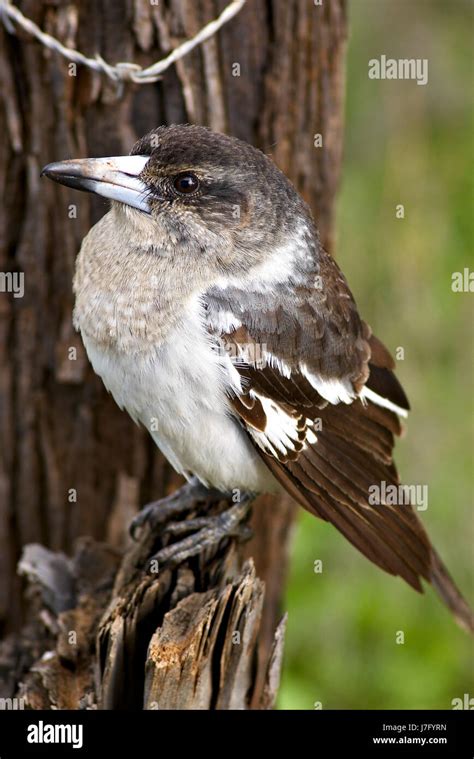 Australian bird black and white hi-res stock photography and images - Alamy