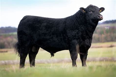 Aberdeen-Angus Bulls For Sale - Feb '21 - MacGregor Photography