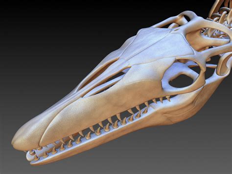 Mosasaurus skeleton model - TurboSquid 1228674