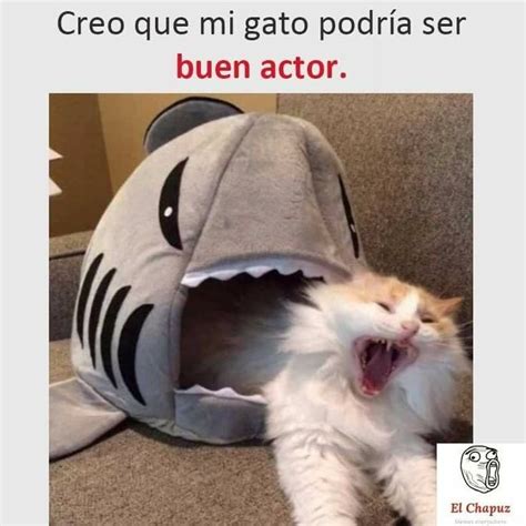 Resultado de imagen para memes de gatos | Meme gato, Memes español graciosos, Memes de animales ...