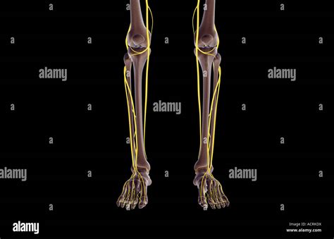 Nervios de la pierna fotografías e imágenes de alta resolución - Alamy