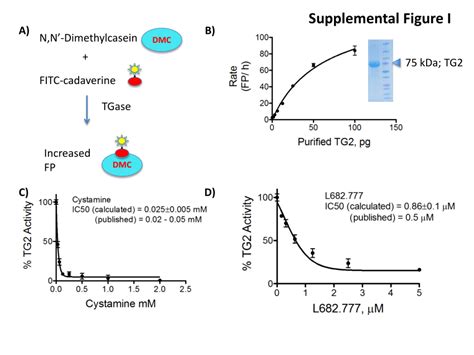 (PDF) Tissue Transglutaminase Modulates Vascular Stiffness and Function ...