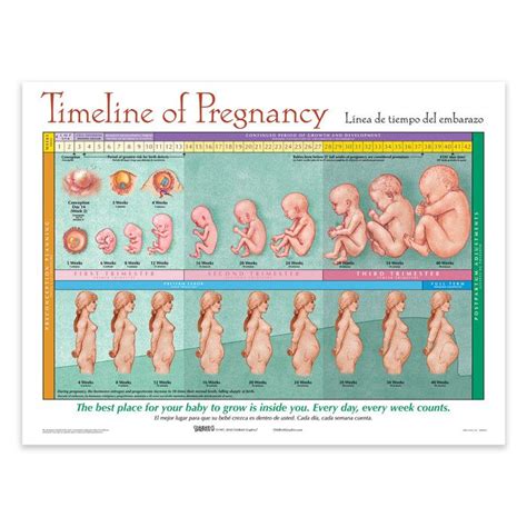 Timeline Of Pregnancy Chart | Pregnancy chart, Happy pregnancy, Postpartum care kit