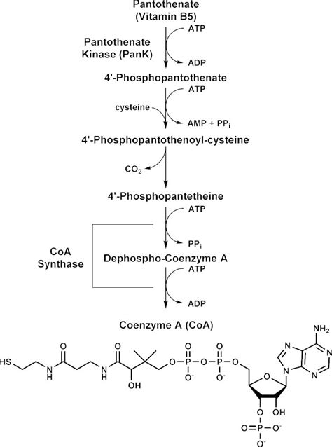 Coenzyme A Synthesis