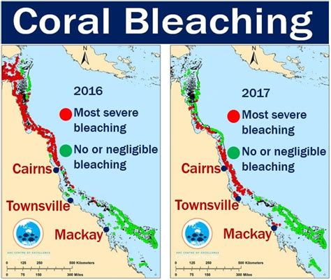 Coral bleaching at Great Barrier Reef alarming scientists - Market ...