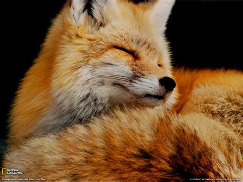 Red Fox Forest Wallpaper HD 08078 - Baltana