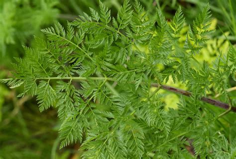 Identifying Hemlock