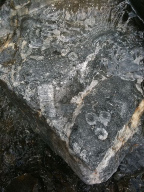 GC2T1PQ Slesse Creek Fossils (Earthcache) in British Columbia, Canada created by savant9