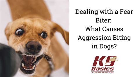 Dealing With a Fear Biter: Aggression Biting in Dogs