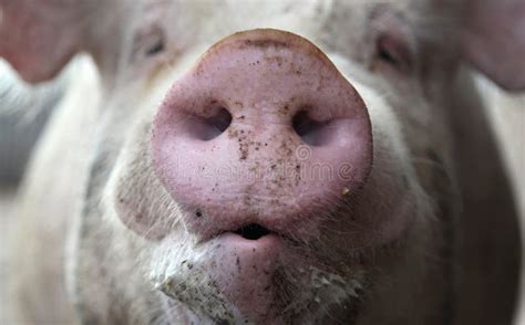 Pig Snout stock image. Image of face, snout, domestic - 28941319