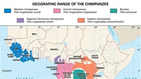 chimpanzee | Facts, Habitat, & Diet | Britannica