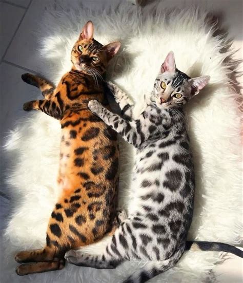 Bengal cat | Bengal kitten, Bengal cat, Beautiful cat breeds