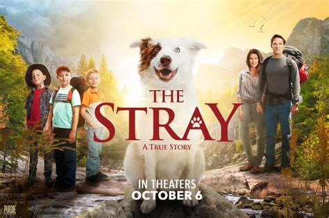 The Stray |Teaser Trailer