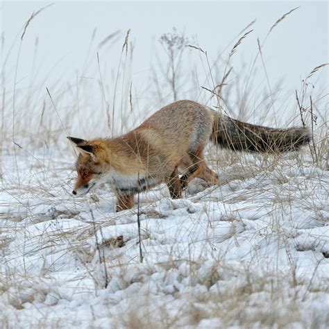 Red Fox, Vulpes vulpes, hunting in snow Photograph by Wonderfulearth ...