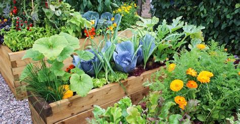 Vegetable Garden Companion Plants