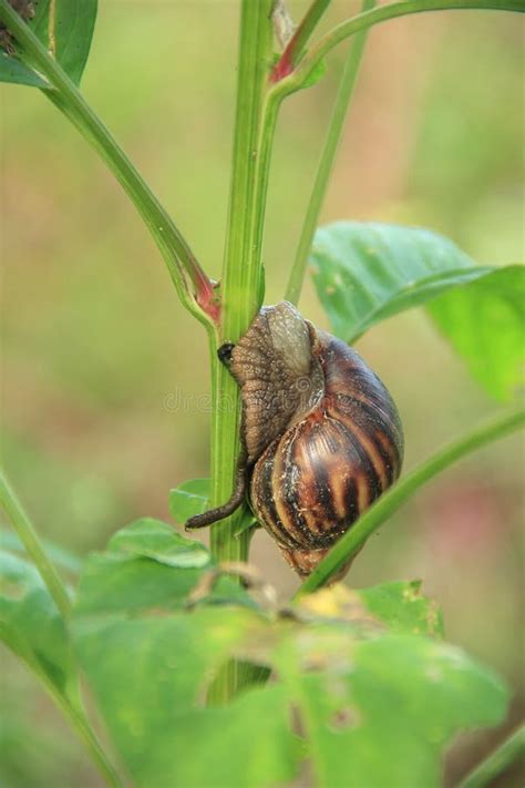 Seashells(SHAMUK) On A Tree. Stock Image - Image of alive, chitwan ...