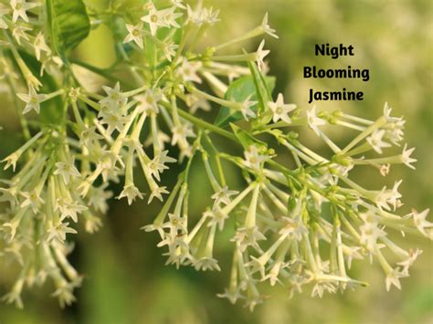 Night Blooming Flowers | Flowers, Plants, Gardening | Blooming Secrets