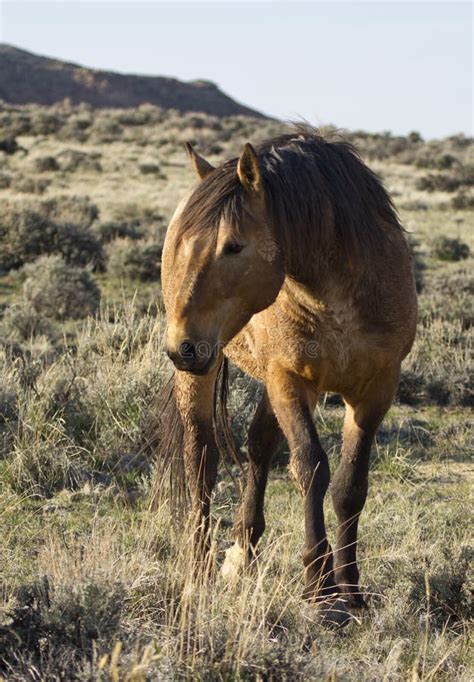 Buckskin Mustang / Riley 1 Buckskin Mustang Stallion - Dude was born just like any regular ...