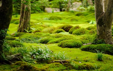 Jeffrey Friedl's Blog » More From the Gioji Temple: Lotsa Moss and Bamboo