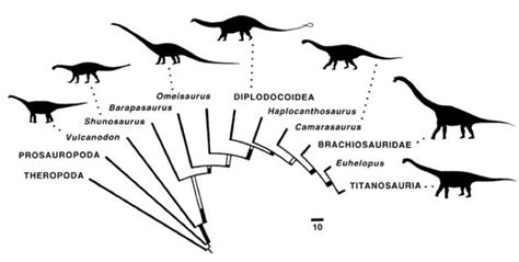 Sauropod Phylogeny