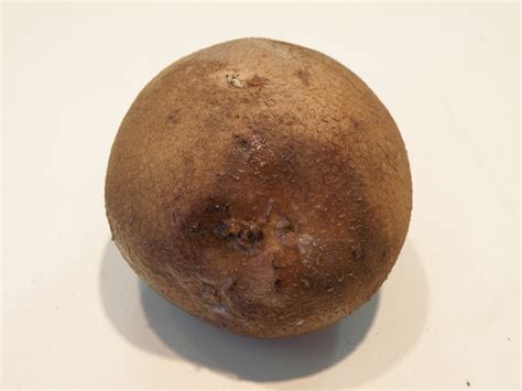 Soft rot diseases of potatoes | Agriculture and Food