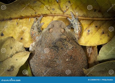 Fat Toad Showing Its Defence of Trying To Make it Self To Big To Eaten ...